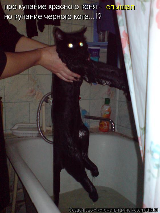 про купание красного коня - слышал но купание черного кота...!?... Котоматрица: про купание красного коня - слышал но купание черного кота...!?