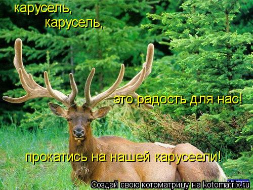 карусель, карусель, это радость для нас! прокатись на нашей карусеели!... Котоматрица: карусель, карусель, это радость для нас! прокатись на нашей карусеели!
