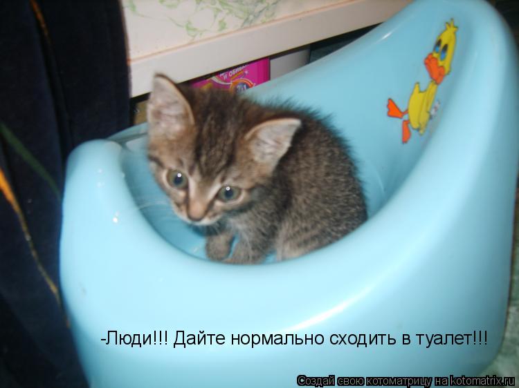 -Люди!!! Дайте нормально сходить в туалет!!!... Котоматрица: -Люди!!! Дайте нормально сходить в туалет!!!