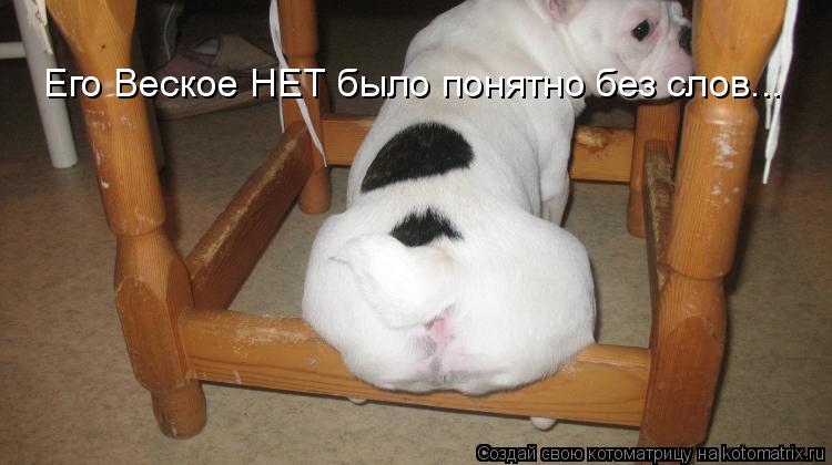 Его Веское НЕТ было понятно без слов...... Котоматрица: Его Веское НЕТ было понятно без слов...