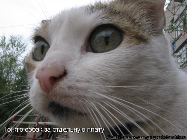 Гоняю собак за отдельную плату... Котоматрица: Гоняю собак за отдельную плату