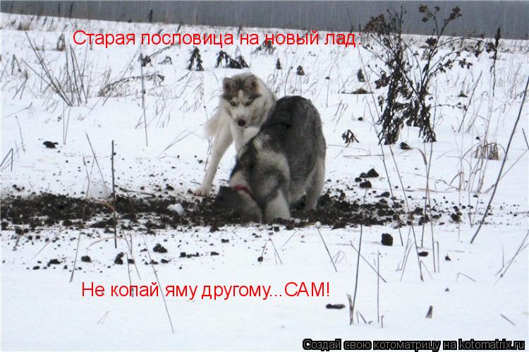 Котоматрица: Старая пословица на новый лад: Не копай яму другому...САМ!