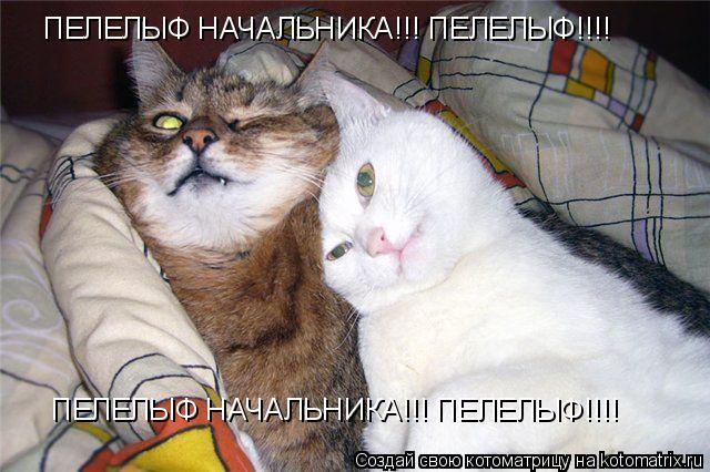 ПЕЛЕЛЫФ НАЧАЛЬНИКА!!! ПЕЛЕЛЫФ!!!! ПЕЛЕЛЫФ НАЧАЛЬНИКА!!! ПЕЛЕЛЫФ!!!!... Котоматрица: ПЕЛЕЛЫФ НАЧАЛЬНИКА!!! ПЕЛЕЛЫФ!!!! ПЕЛЕЛЫФ НАЧАЛЬНИКА!!! ПЕЛЕЛЫФ!!!!
