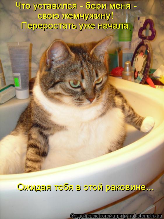 Что уставился - бери меня - свою жемчужину! Переростать уже начала, Ожидая тебя в этой раковине...... Котоматрица: Что уставился - бери меня - свою жемчужину! Переростать уже начала, Ожидая тебя в этой раковине...