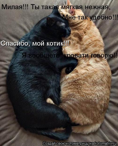 Милая!!! Ты такая мягкая нежная, Мне так удобно!!! Спасибо, мой котик!!! Я вообщето кровати говорю!!... Котоматрица: Милая!!! Ты такая мягкая нежная, Мне так удобно!!! Спасибо, мой котик!!! Я вообщето кровати говорю!!!