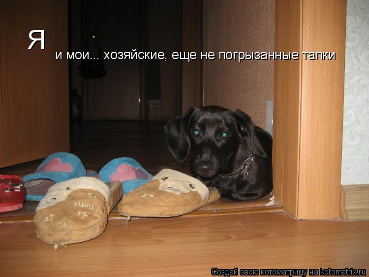 Я и мои... хозяйские, еще не погрызанные тапки... Котоматрица: Я и мои... хозяйские, еще не погрызанные тапки