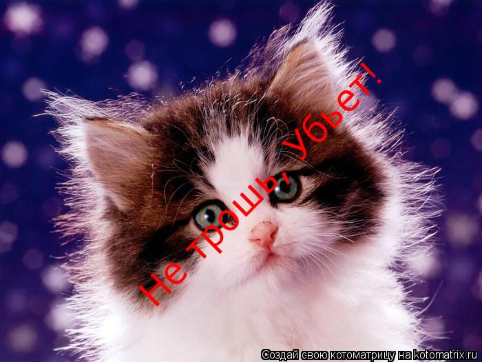 Не трошь, Убьет!... Котоматрица: Не трошь, Убьет!