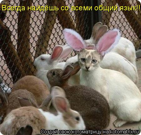 Всегда найдёшь со всеми общий язык!!!... Котоматрица: Всегда найдёшь со всеми общий язык!!!