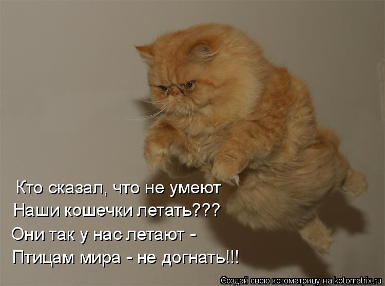 Кто сказал, что не умеют Наши кошечки летать??? Они так у нас летают - Птицам мира - не догнать!!!... Котоматрица: Кто сказал, что не умеют Наши кошечки летать??? Они так у нас летают - Птицам мира - не догнать!!!