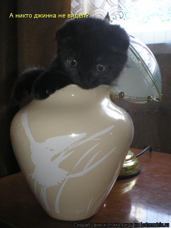 А никто джинна не видел? А никто джинна не видел?... Котоматрица: А никто джинна не видел? А никто джинна не видел?