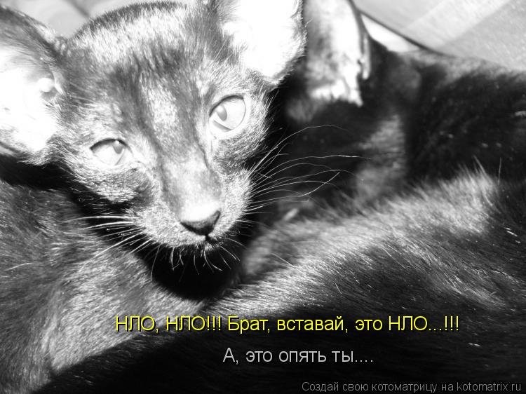 А, это опять ты.... НЛО, НЛО!!! Брат, вставай, это НЛО...!!!... Котоматрица: А, это опять ты.... НЛО, НЛО!!! Брат, вставай, это НЛО...!!!