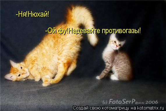 -Ня!Нюхай! -Ой фу!Надевайте противогазы!... Котоматрица: -Ня!Нюхай! -Ой фу!Надевайте противогазы!