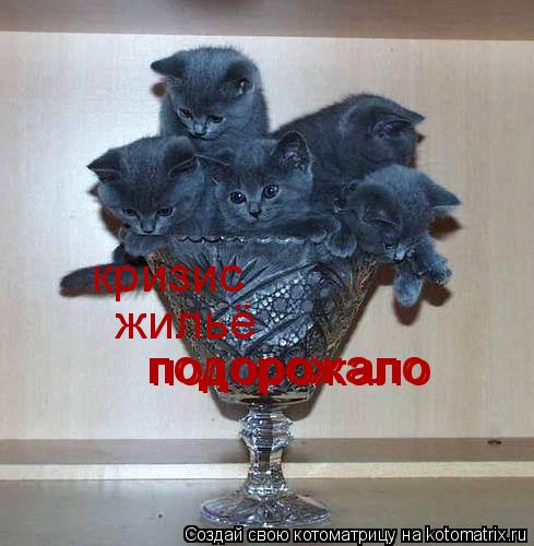 кризис жильё подорожало подорожало... Котоматрица: кризис жильё подорожало подорожало