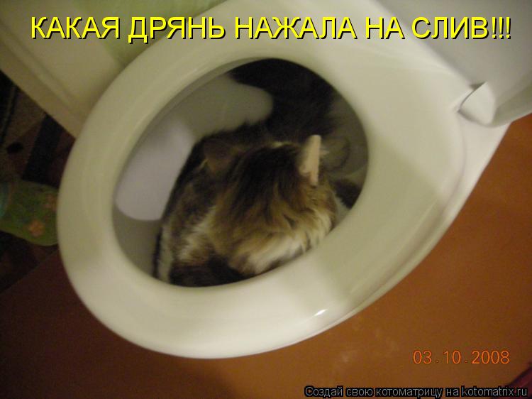КАКАЯ ДРЯНЬ НАЖАЛА НА СЛИВ!!!... Котоматрица: КАКАЯ ДРЯНЬ НАЖАЛА НА СЛИВ!!!