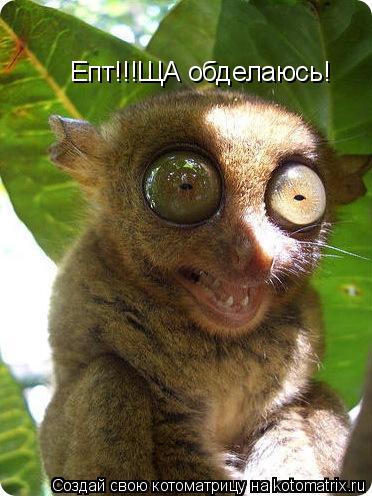 Епт!!!ЩА обделаюсь!... Котоматрица: Епт!!!ЩА обделаюсь!