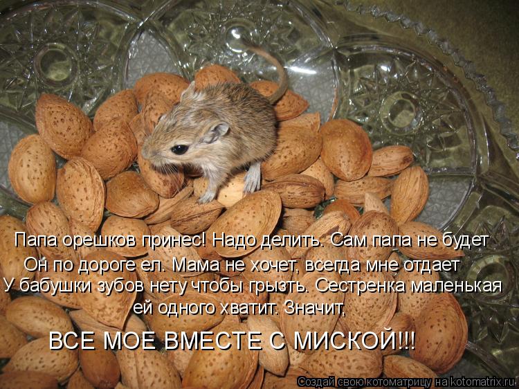 Папа орешков принес! Надо делить. Сам папа не будет Он по дороге ел. Мама не хочет, всегда мне отдает... Котоматрица: Папа орешков принес! Надо делить. Сам папа не будет Он по дороге ел. Мама не хочет, всегда мне отдает У бабушки зубов нету чтобы грызть. Сестр