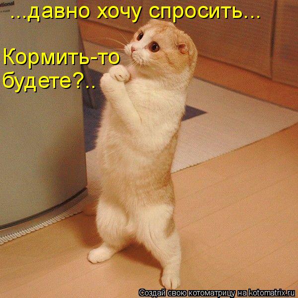...давно хочу спросить... Кормить-то будете?..... Котоматрица: ...давно хочу спросить... Кормить-то будете?..