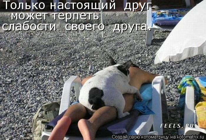 Только настоящий друг может терпеть слабости своего друга.... Котоматрица: Только настоящий друг может терпеть слабости своего друга.