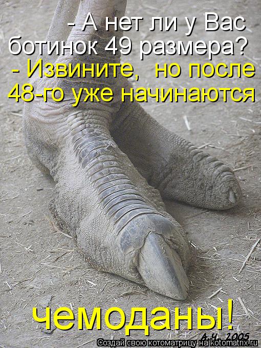 - А нет ли у Вас ботинок 49 размера? - Извините, но после 48-го уже начинаются чемоданы!... Котоматрица: - А нет ли у Вас ботинок 49 размера? - Извините, но после 48-го уже начинаются чемоданы!