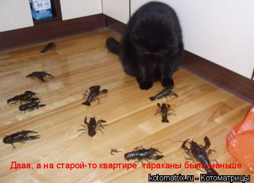 Котоматрица: Дааа, а на старой-то квартире  тараканы были меньше.