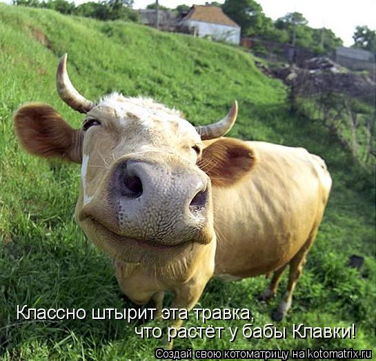 Классно штырит эта травка, что растёт у бабы Клавки!... Котоматрица: Классно штырит эта травка, что растёт у бабы Клавки!