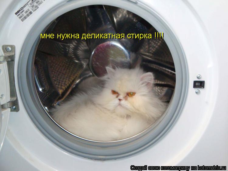 мне нужна деликатная стирка !!!!... Котоматрица: мне нужна деликатная стирка !!!!