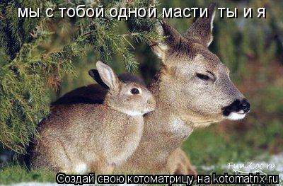 Котоматрица: мы с тобой одной масти  ты и я