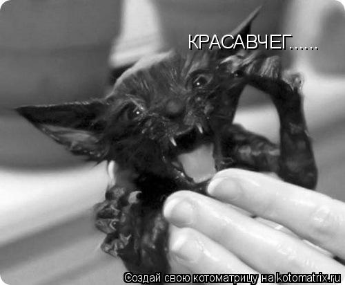 КРАСАВЧЕГ......... Котоматрица: КРАСАВЧЕГ......