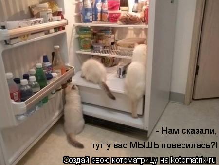 тут у вас МЫШЬ повесилась?! - Нам сказали,... Котоматрица: тут у вас МЫШЬ повесилась?! - Нам сказали,