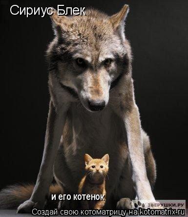 Сириус Блек и его котенок... Котоматрица: Сириус Блек и его котенок