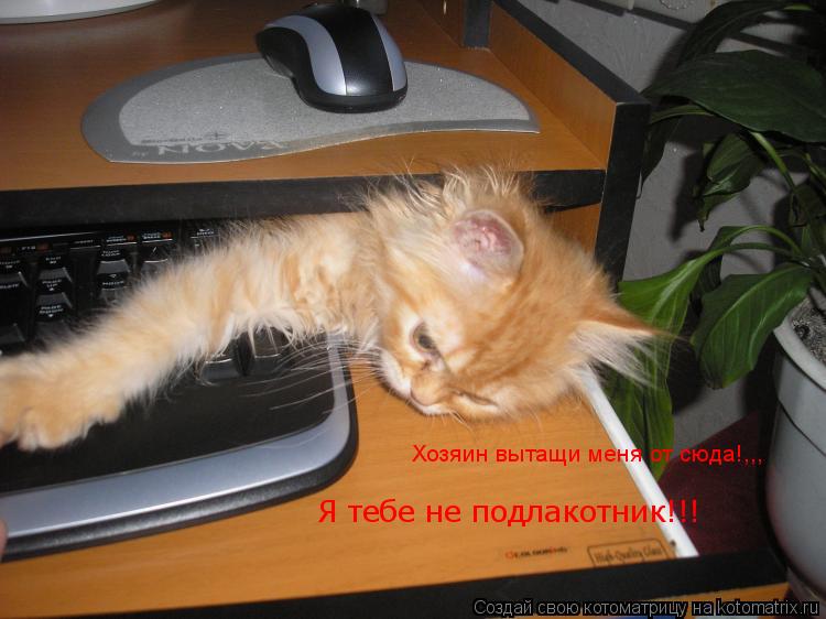 Хозяин вытащи меня от сюда!,,, Я тебе не подлакотник!!!... Котоматрица: Хозяин вытащи меня от сюда!,,, Я тебе не подлакотник!!!