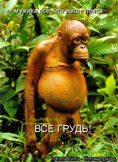 У мужика все, что выше пояса - ВСЕ ГРУДЬ!... Котоматрица: У мужика все, что выше пояса - ВСЕ ГРУДЬ!
