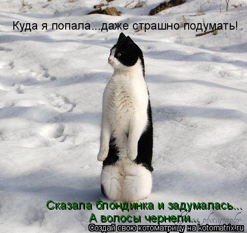 Куда я попала...даже страшно подумать! Сказала блондинка и задумалась... А волосы чернели...... Котоматрица: Куда я попала...даже страшно подумать! Сказала блондинка и задумалась... А волосы чернели...
