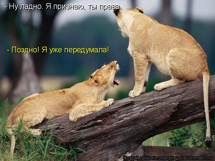 Котоматрица: - Ну ладно. Я признаю, ты права. - Поздно! Я уже передумала!