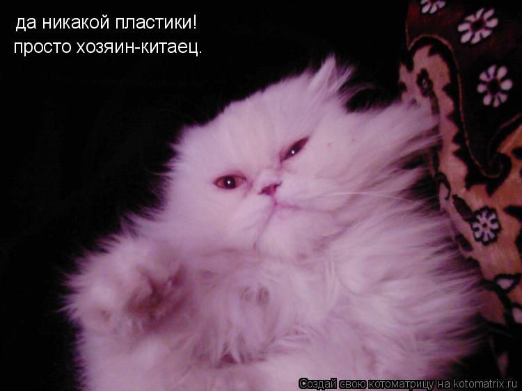 да никакой пластики! просто хозяин-китаец.... Котоматрица: да никакой пластики! просто хозяин-китаец.