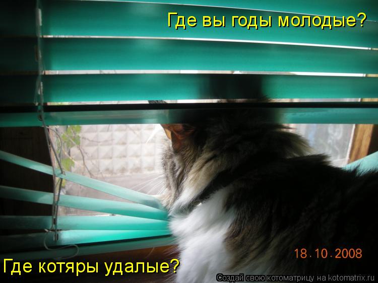 Где котяры удалые? Где вы годы молодые?... Котоматрица: Где котяры удалые? Где вы годы молодые?