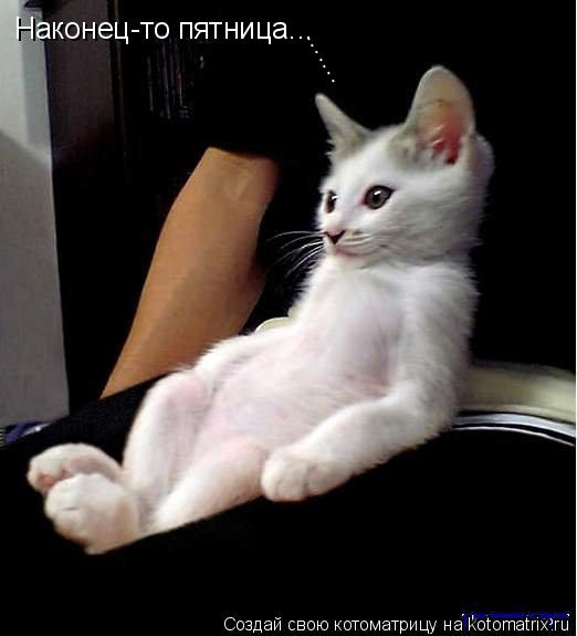Котоматрица: Наконец-то пятница... .......