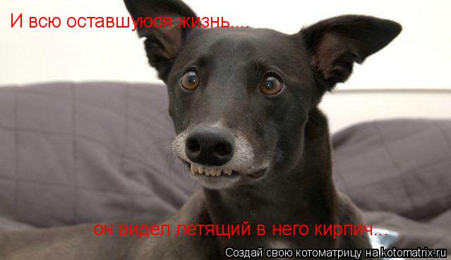 И всю оставшуюся жизнь.... он видел летящий в него кирпич...... Котоматрица: И всю оставшуюся жизнь.... он видел летящий в него кирпич...