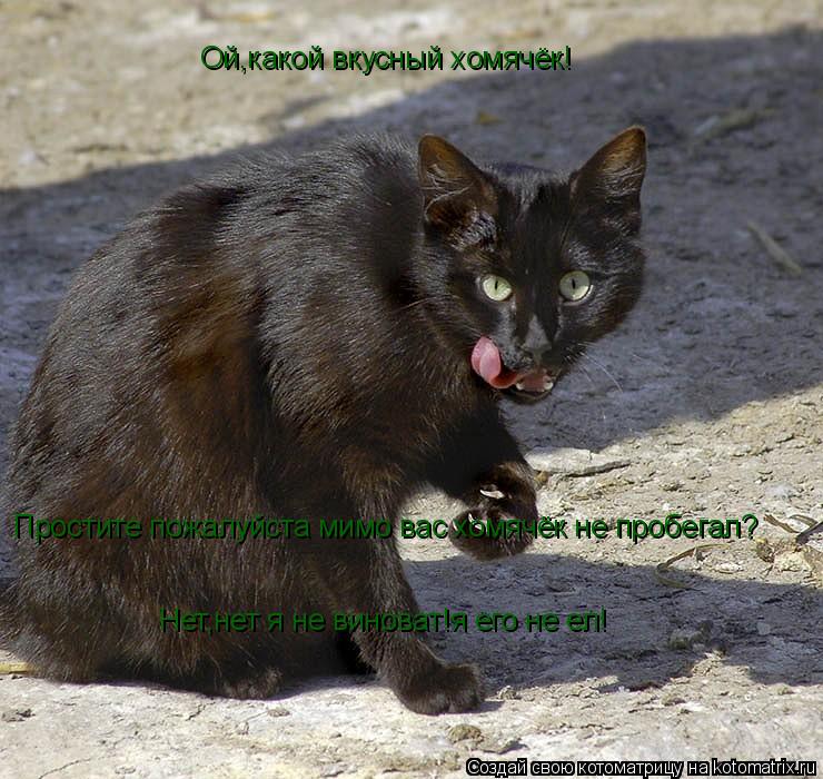 Ой,какой вкусный хомячёк! Простите пожалуйста мимо вас хомячёк не пробегал? Нет,нет я не виноват!я ег... Котоматрица: Ой,какой вкусный хомячёк! Простите пожалуйста мимо вас хомячёк не пробегал? Нет,нет я не виноват!я его не ел!