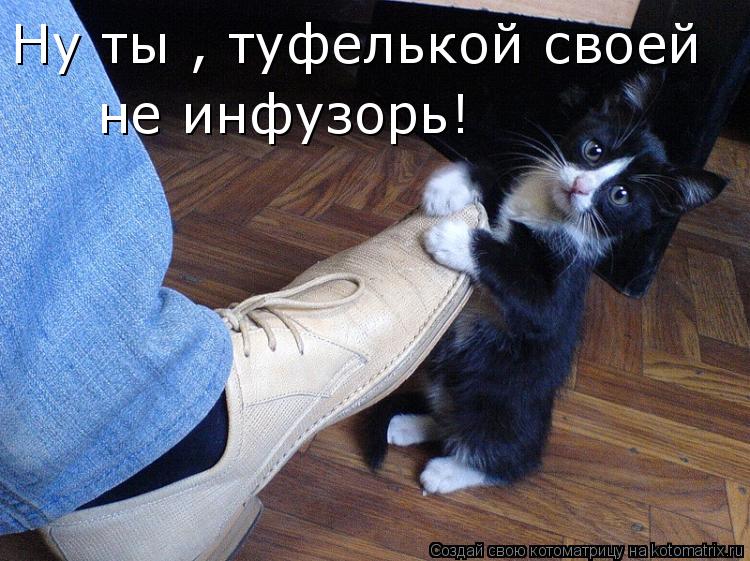 Ну ты , туфелькой своей не инфузорь!... Котоматрица: Ну ты , туфелькой своей не инфузорь!