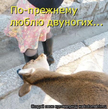 По-прежнему люблю двуногих...... Котоматрица: По-прежнему люблю двуногих...