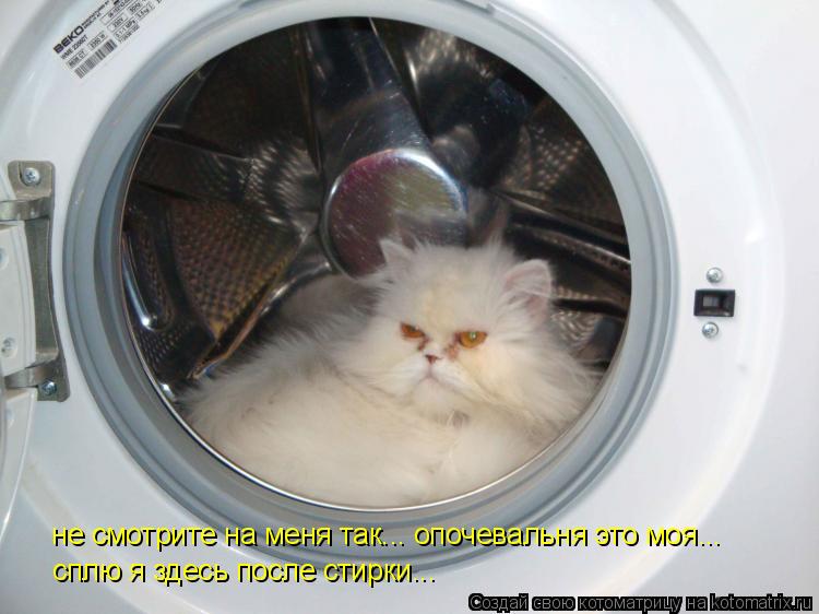 не смотрите на меня так... опочевальня это моя... сплю я здесь после стирки...... Котоматрица: не смотрите на меня так... опочевальня это моя... сплю я здесь после стирки...