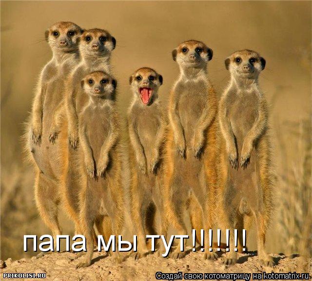папа мы тут!!!!!!!... Котоматрица: папа мы тут!!!!!!!