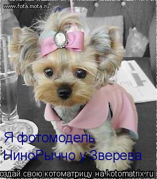 Я фотомодель НиноРыччо у Зверева... Котоматрица: Я фотомодель НиноРыччо у Зверева