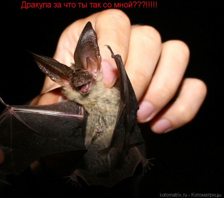 Дракула за что ты так со мной???!!!!!... Котоматрица: Дракула за что ты так со мной???!!!!!