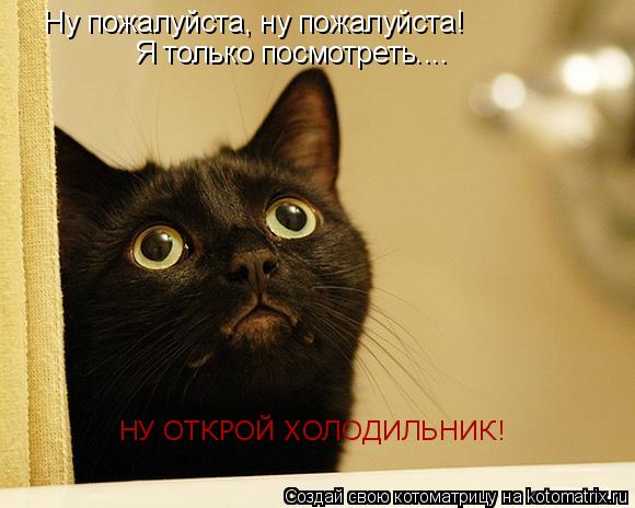Ну пожалуйста, ну пожалуйста! Я только посмотреть.... НУ ОТКРОЙ ХОЛОДИЛЬНИК!... Котоматрица: Ну пожалуйста, ну пожалуйста! Я только посмотреть.... НУ ОТКРОЙ ХОЛОДИЛЬНИК!