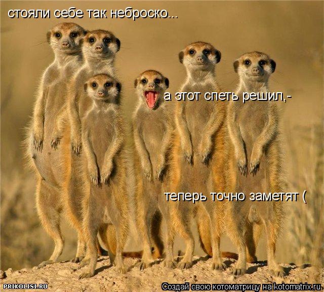 стояли себе так неброско... а этот спеть решил,- теперь точно заметят (... Котоматрица: стояли себе так неброско... а этот спеть решил,- теперь точно заметят (