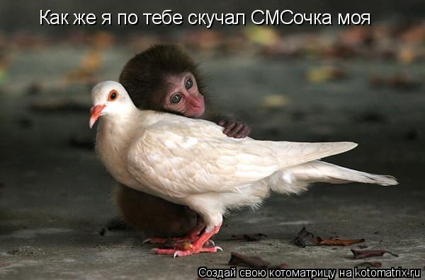 Как же я по тебе скучал СМСочка моя... Котоматрица: Как же я по тебе скучал СМСочка моя