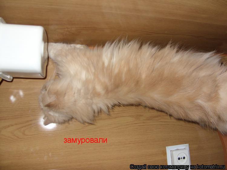 замуровали... Котоматрица: замуровали