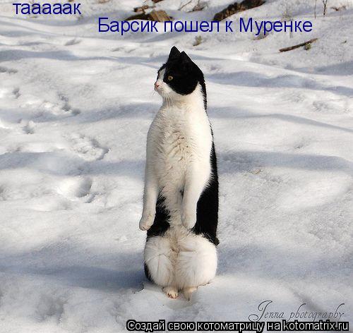 тааааак Барсик пошел к Муренке... Котоматрица: тааааак Барсик пошел к Муренке